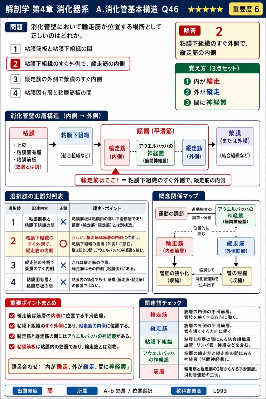 粘膜筋板が位置する場所として正しいのはどれか。 解説図