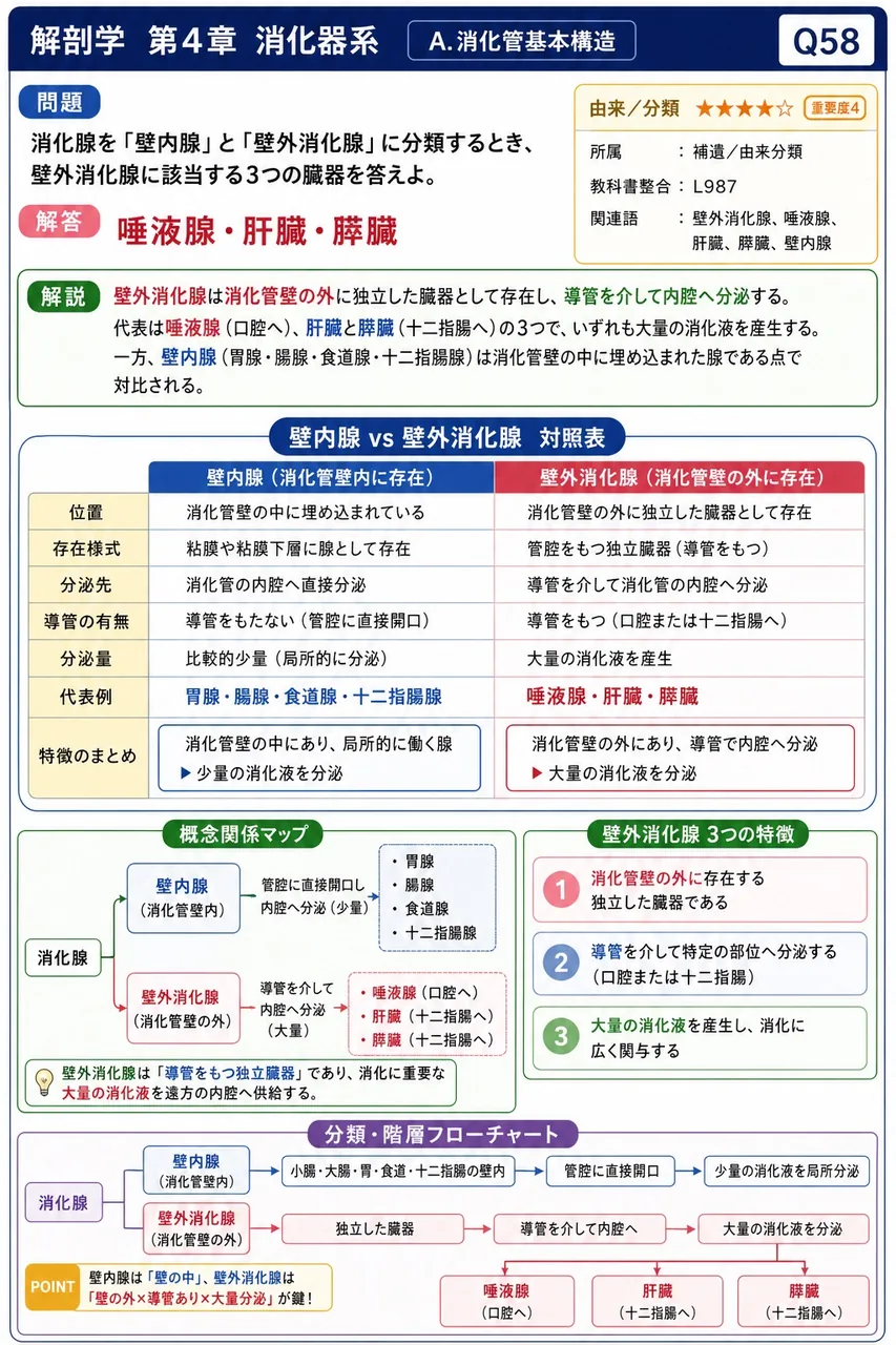 消化腺を「壁内腺」と「壁外消化腺」に分類するとき、壁外消化腺に該当する3つの臓器を答えよ。 解説図