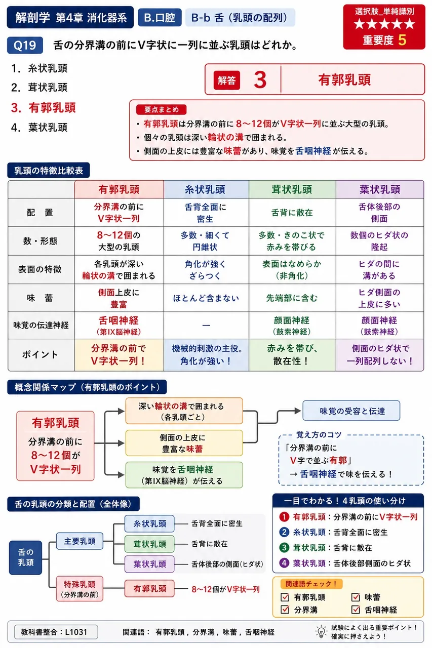 歯のうち歯槽に埋まり、口腔内に露出しない部分を何というか。 解説図