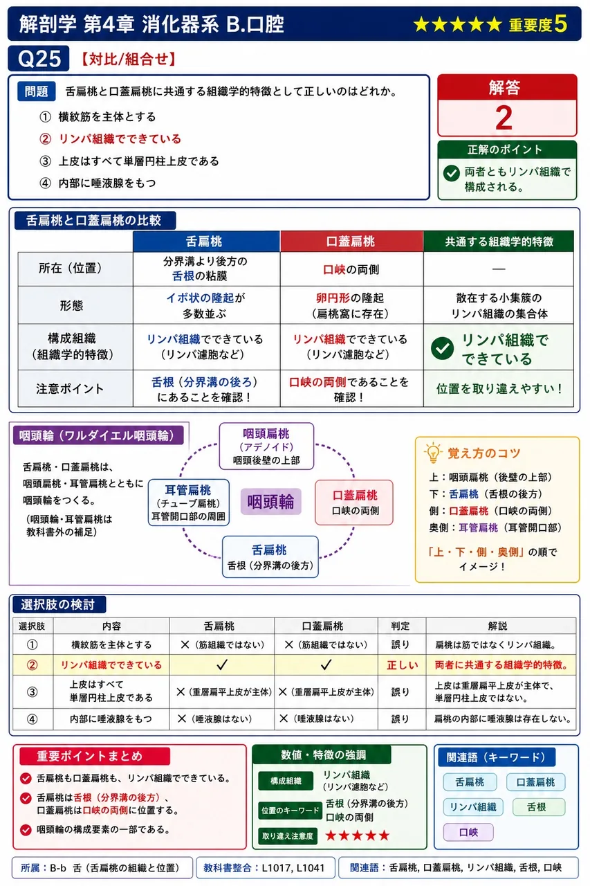 歯根表面のセメント質と歯槽骨の間にあり、両者を結びつける線維性の結合組織を何というか。 解説図