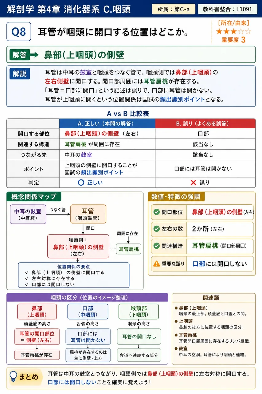 咽頭の上端は( )に始まり、下端は第6頸椎の高さで食道に移行する。 解説図