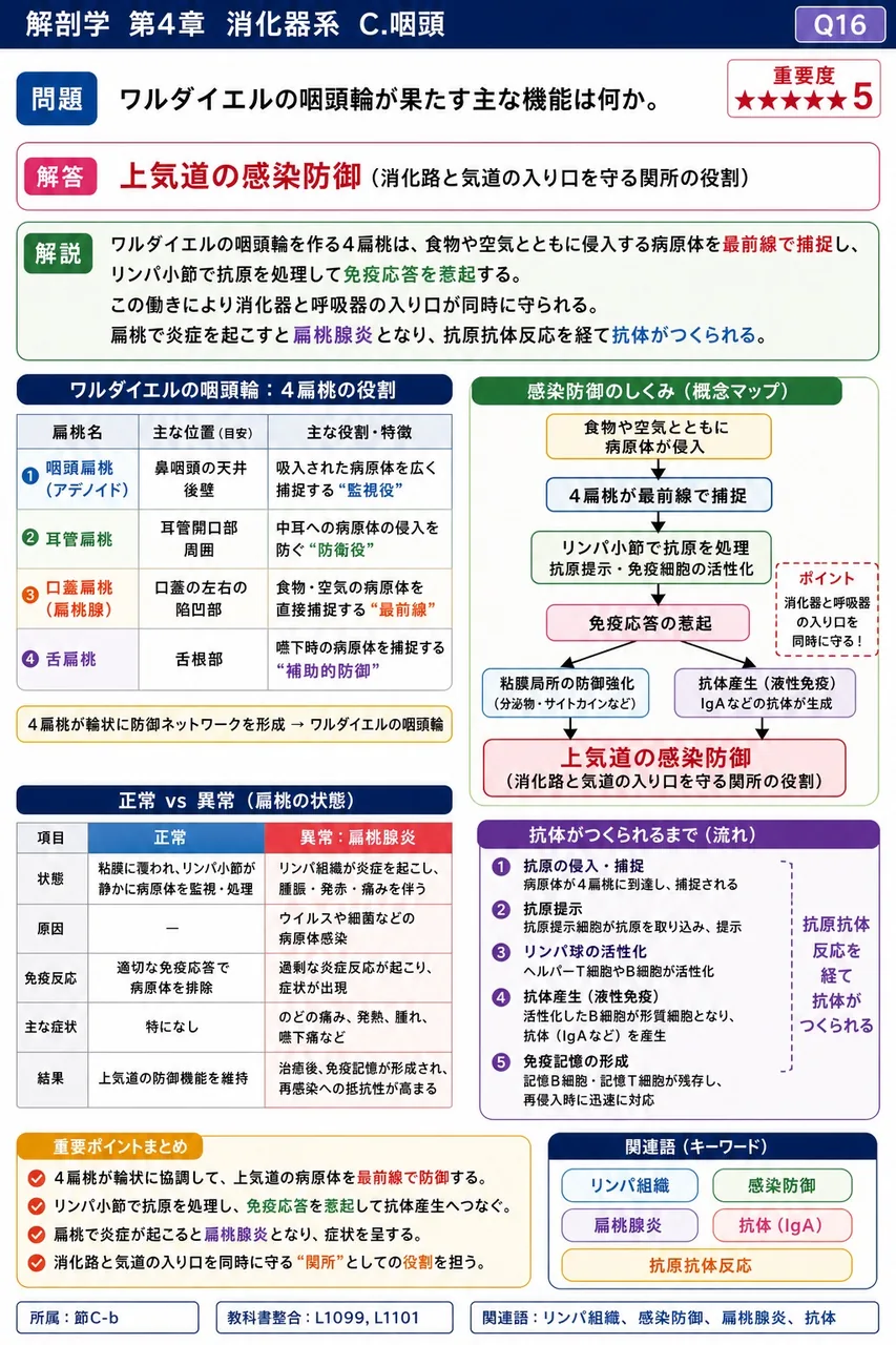 ワルダイエルの咽頭輪が果たす主な機能は何か。 解説図