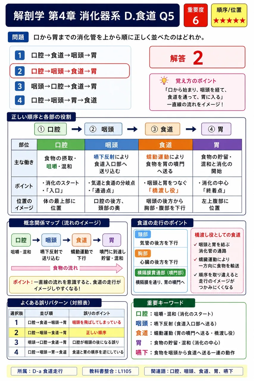 口から胃までの消化管を上から順に正しく並べたのはどれか。 解説図