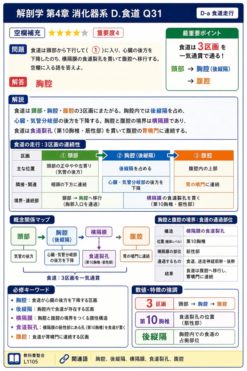 胸腔内では、心臓・気管・大動脈などが収められた中央の区画を( ① )とよび、食道はその後方部を下行する。空欄に入る語を答えよ。 解説図