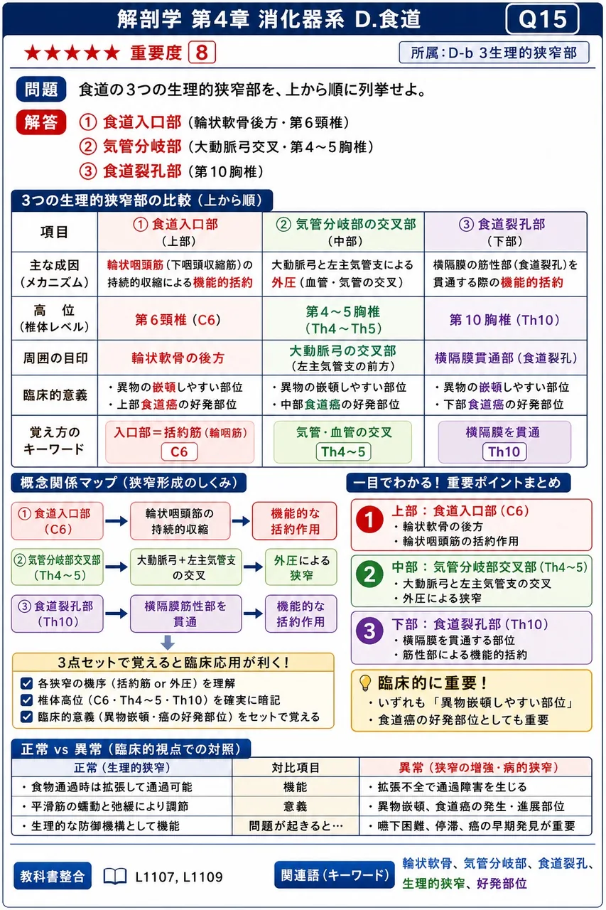 食道に関する記述で誤っているのはどれか。 解説図