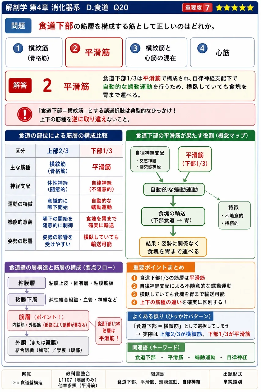 食道入口部の括約機構を担う筋と、その筋を取り巻く軟骨の組合せで正しいのはどれか。 解説図