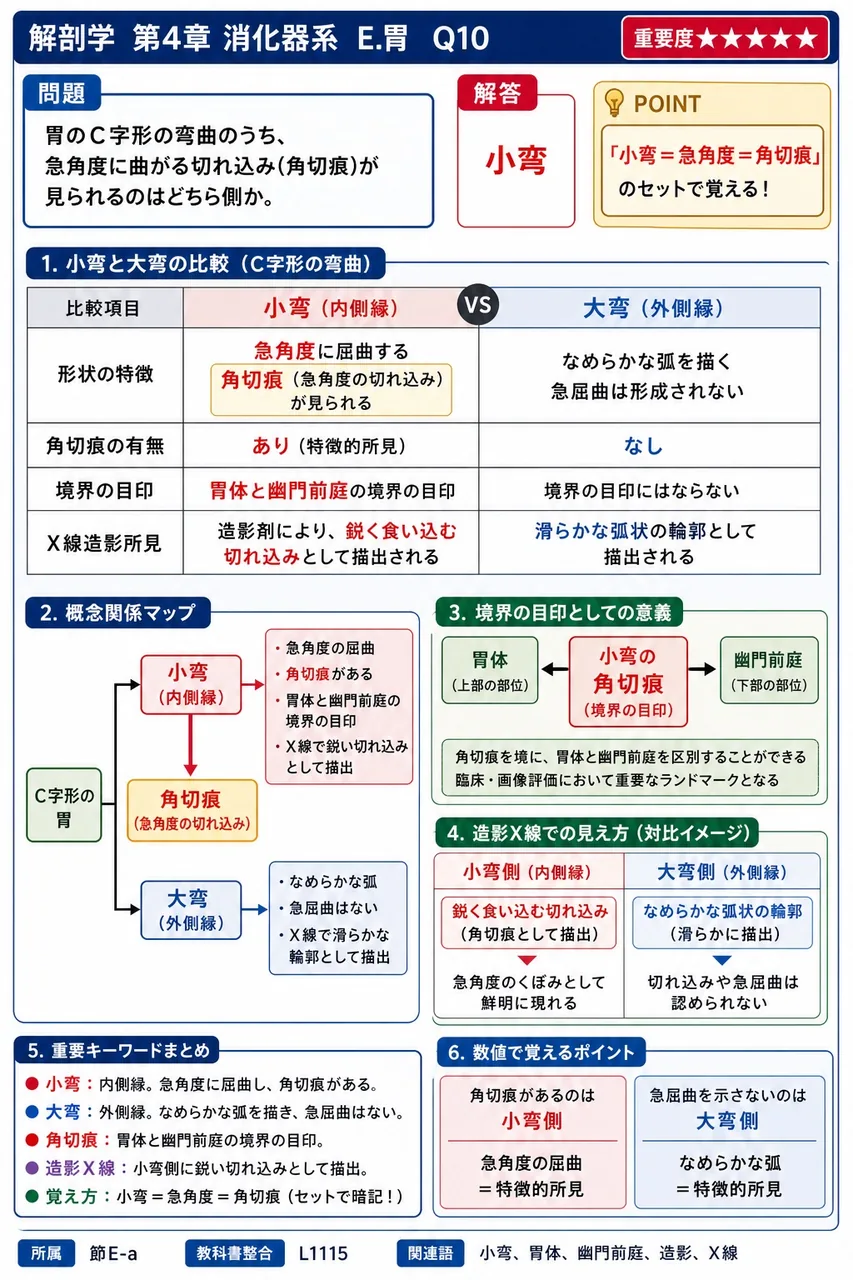 胃液には壁細胞由来の塩酸、主細胞由来のペプシン、副細胞由来の粘液が含まれる。これら成分を総称した分泌液を( )という。 解説図