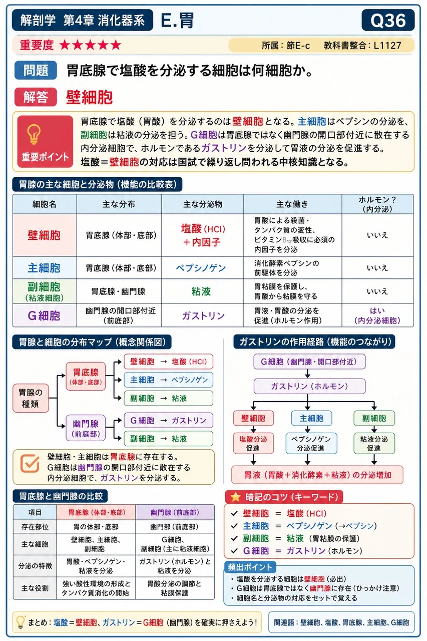 胃底腺で塩酸を分泌する細胞は何細胞か。 解説図