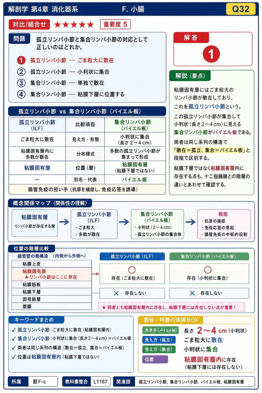 パイエル板で形質細胞が産生し、消化管内腔に分泌される免疫グロブリンはどれか。 解説図