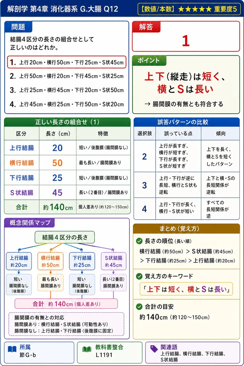 上行結腸の長さとして最も近いのはどれか。 解説図