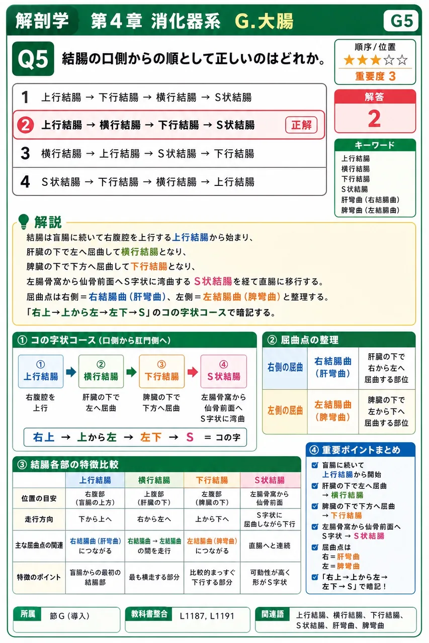 肝臓の血液を集めた肝静脈が直接注ぐ静脈はどれか。 解説図