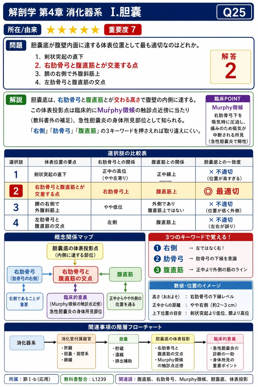 胆嚢の後方部は徐々に細くなって( )へと移行する。 解説図