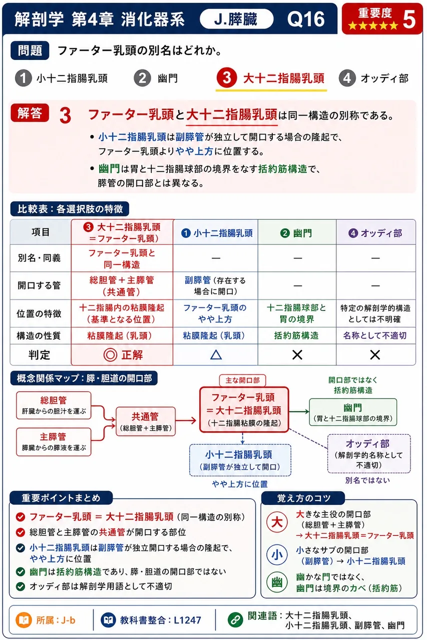 膵臓の外分泌部では、分泌細胞の集まり(腺房)は、( )に喩えられる形で枝分かれする導管の先端に付く。 解説図
