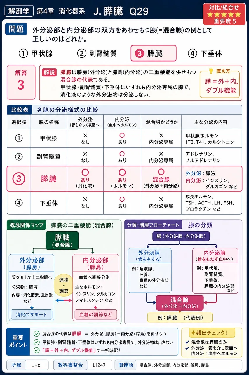膵臓の内分泌細胞塊「ランゲルハンス島」の名は何に由来するか。 解説図