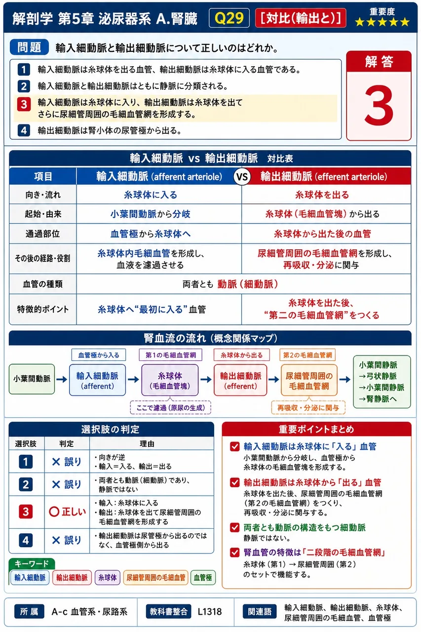 右腎と左腎の位置関係について正しいのはどれか。 解説図