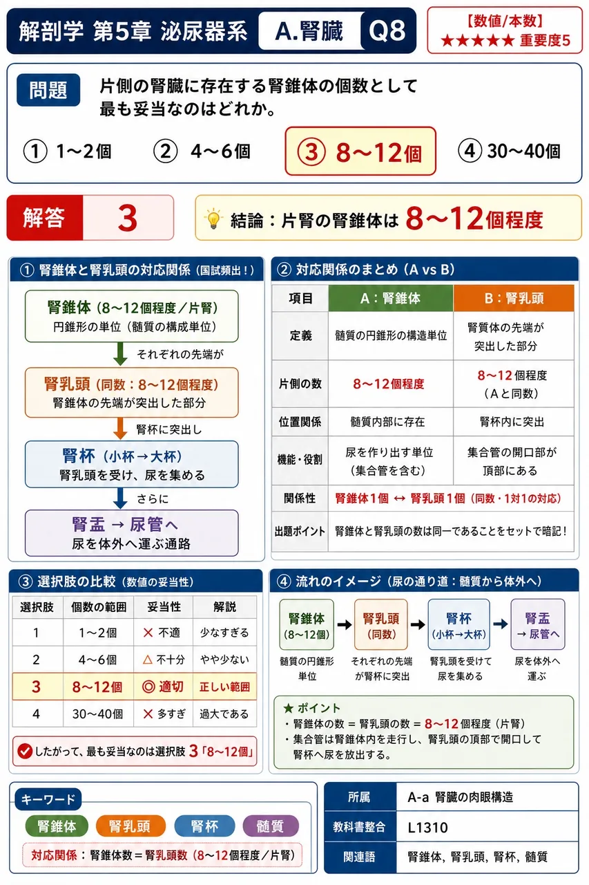 片側の腎臓に存在する腎錐体の個数として最も妥当なのはどれか。 解説図
