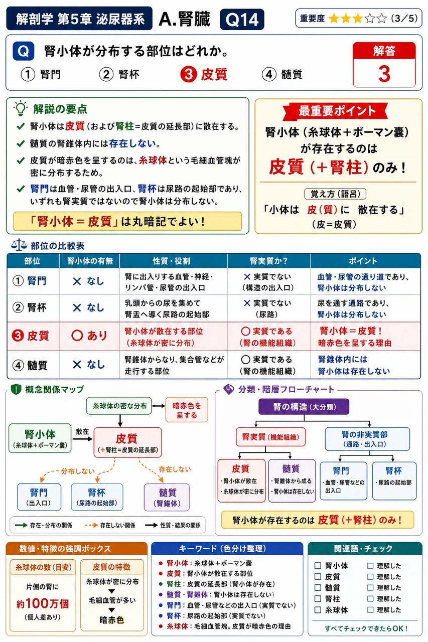 ネフロンの定義として正しいのはどれか。 解説図
