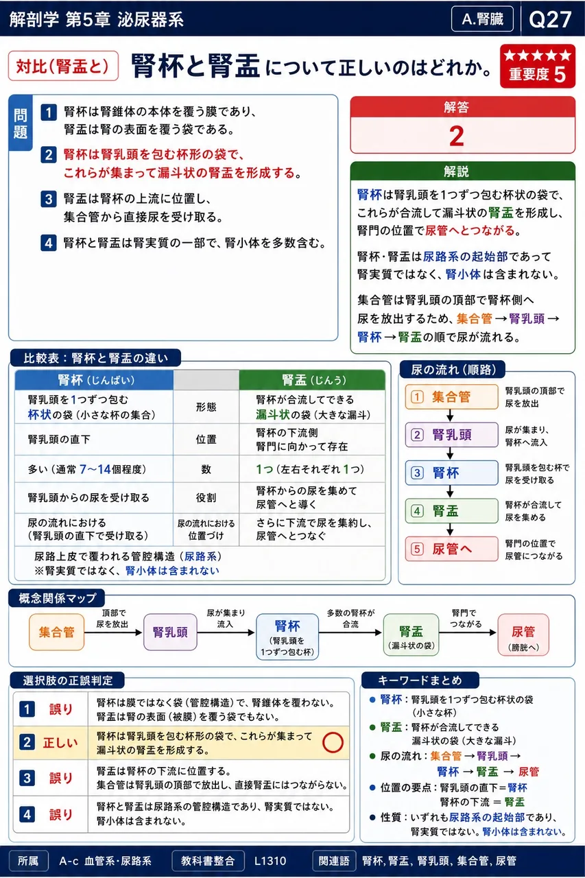 傍糸球体装置を構成する2つの主要要素として正しいのはどれか。 解説図