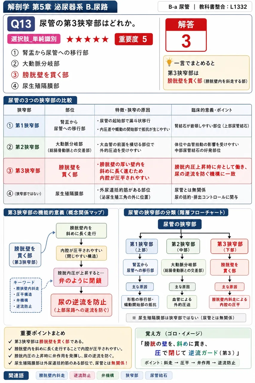 尿路に含まれる3つの管・器官をすべて答えよ。 解説図