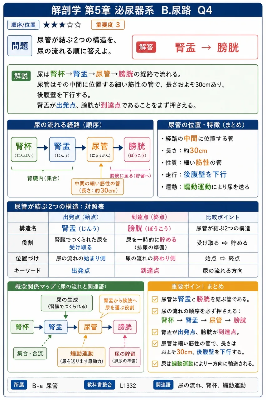 尿管が結ぶ2つの構造を、尿の流れる順に答えよ。 解説図