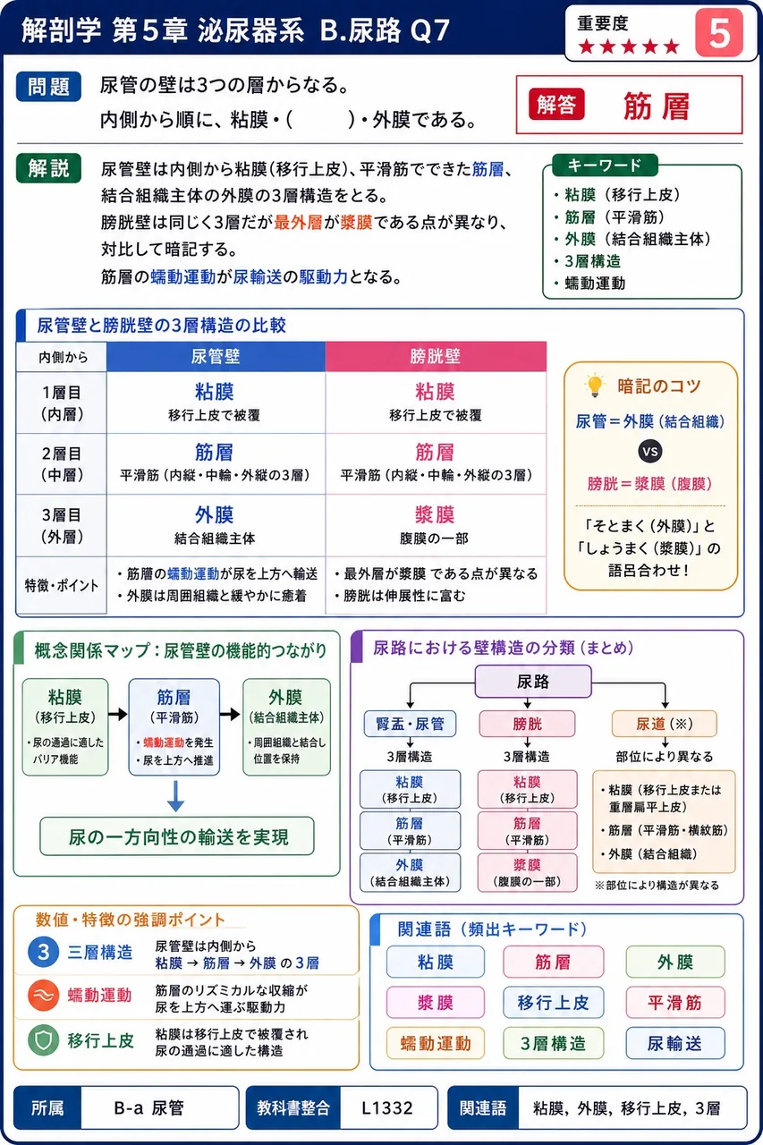 尿管の壁は3つの層からなる。内側から順に、粘膜・( )・外膜である。 解説図