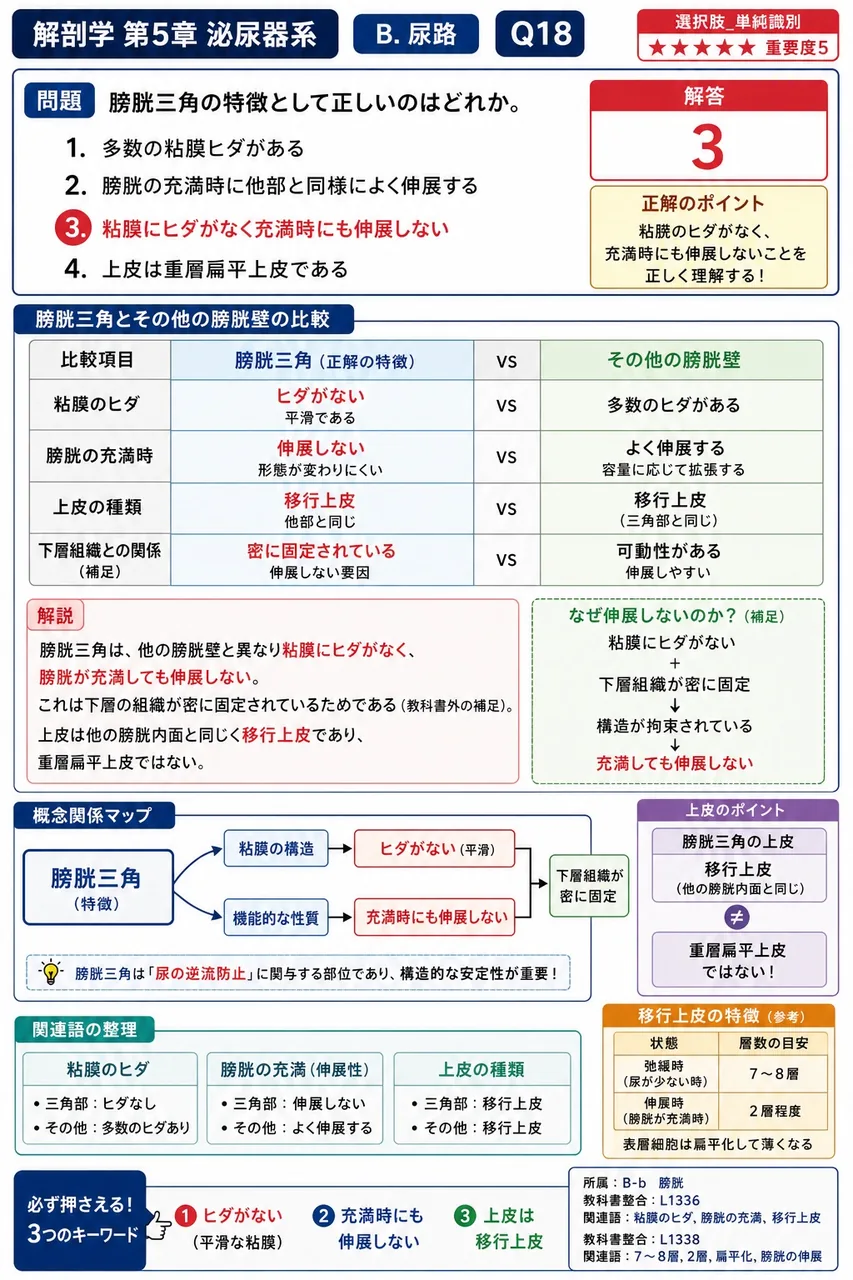 膀胱三角の特徴として正しいのはどれか。 解説図