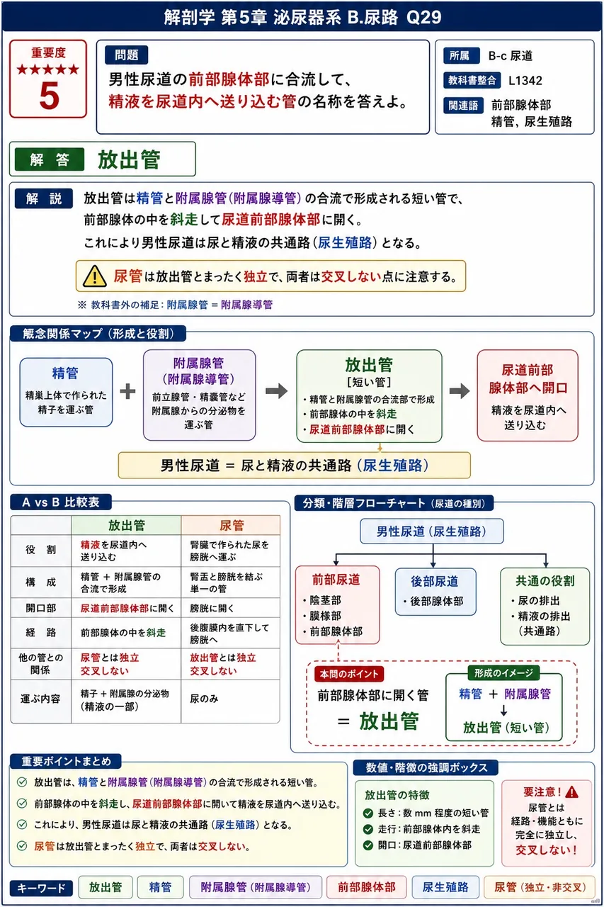 男性尿道の前立腺部に合流して、精液を尿道内へ送り込む管の名称を答えよ。 解説図