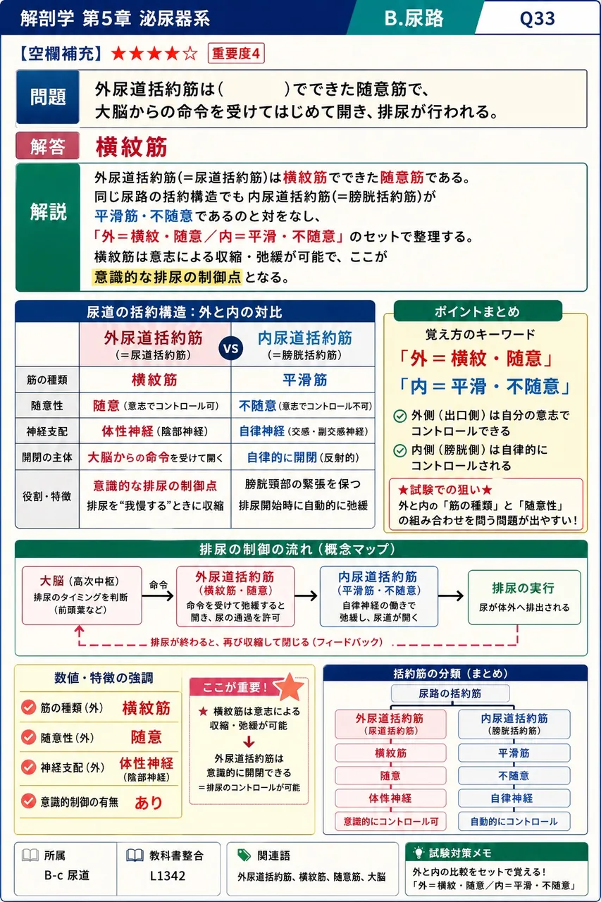 中高年男性で前立腺が腫大したときに圧迫を受け、排尿障害(尿勢低下・残尿感)の主因となる尿道部位はどれか。 解説図
