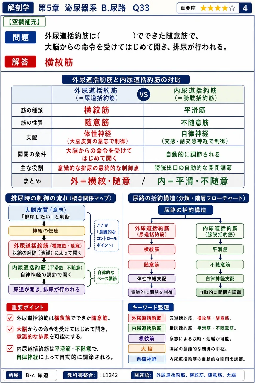 外尿道括約筋は( )でできた随意筋で、大脳からの命令を受けてはじめて開き、排尿が行われる。 解説図