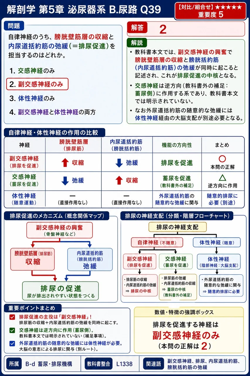 自律神経のうち、膀胱壁筋層の収縮と内尿道括約筋の弛緩(=排尿促進)を担当するのはどれか。 解説図
