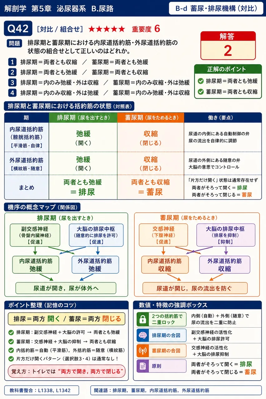 排尿期と蓄尿期における内尿道括約筋・外尿道括約筋の状態の組合せとして正しいのはどれか。 解説図