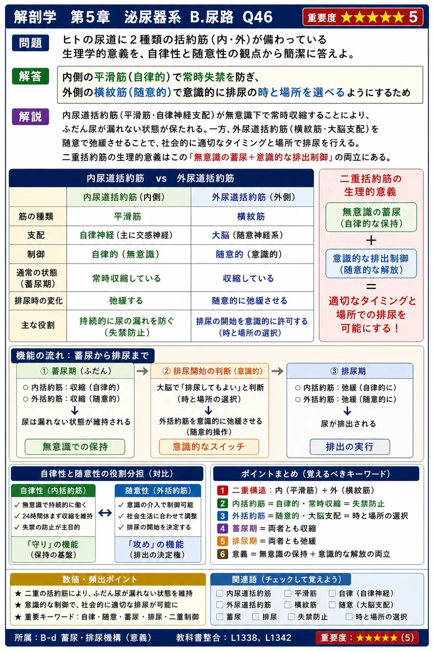 ヒトの尿道に2種類の括約筋(内・外)が備わっている生理学的意義を、自律性と随意性の観点から簡潔に答えよ。 解説図