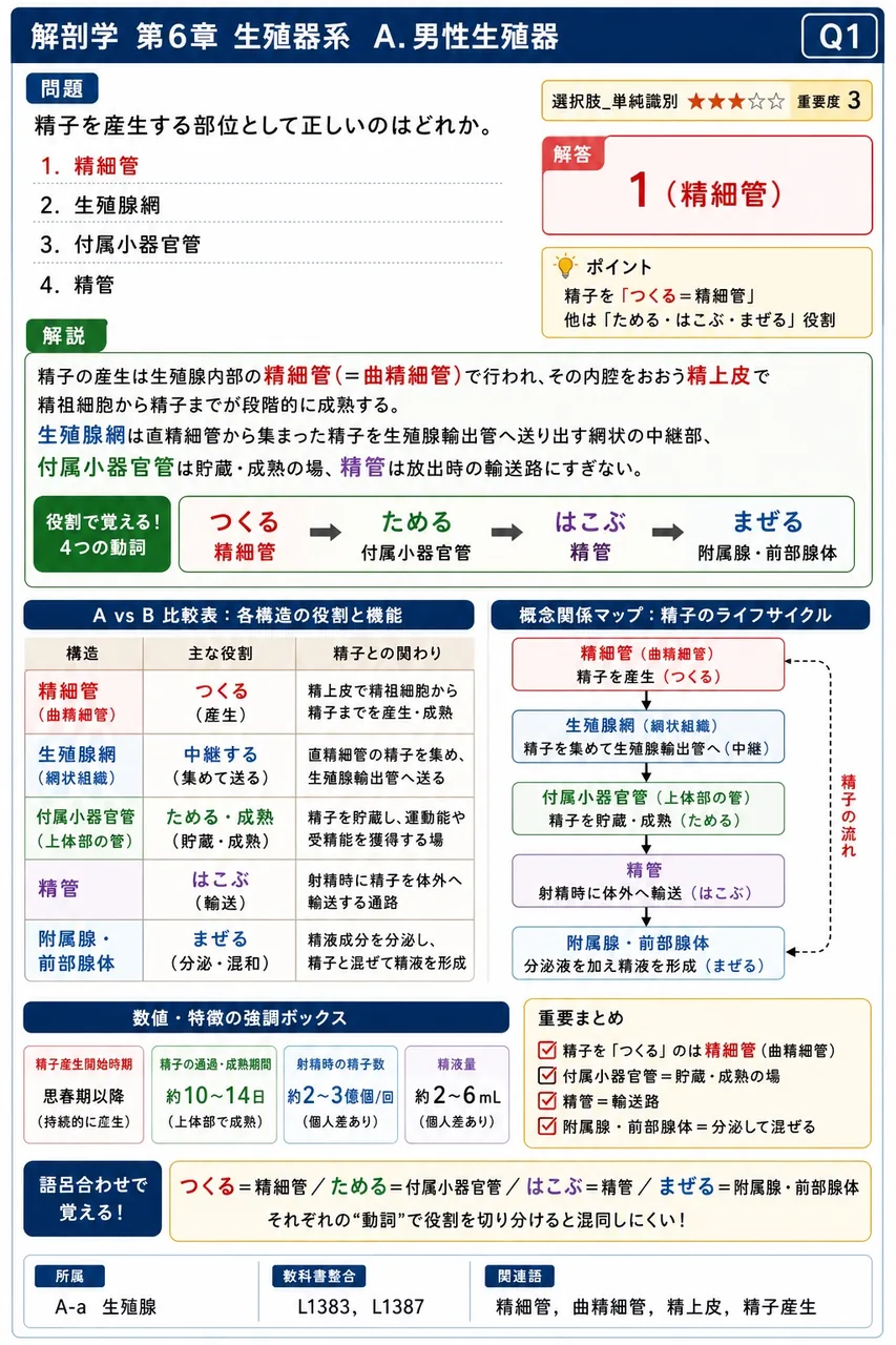 精子を産生する部位として正しいのはどれか。 解説図