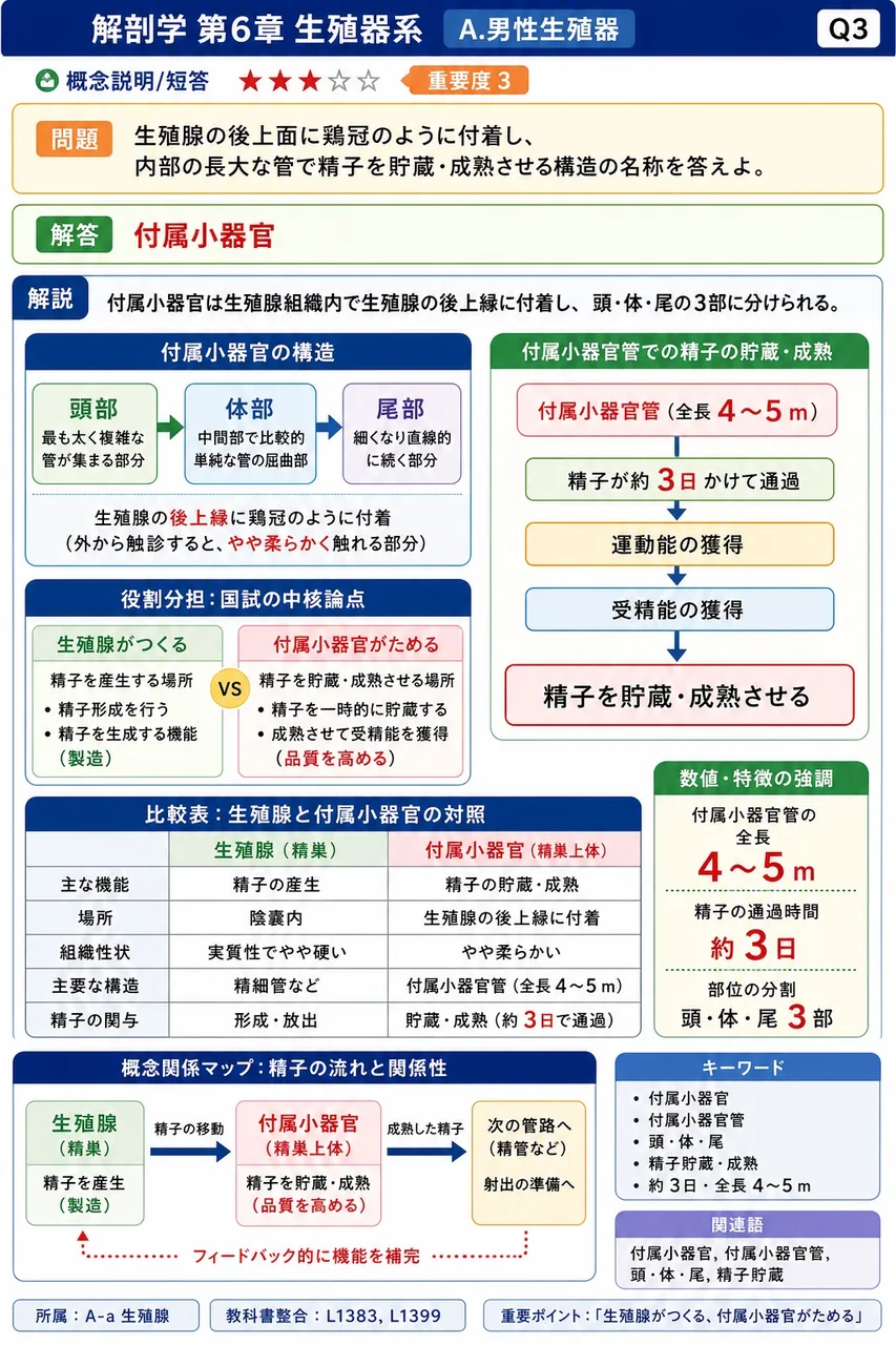 精巣の後上面に鶏冠のように付着し、内部の長大な管で精子を貯蔵・成熟させる構造の名称を答えよ。 解説図
