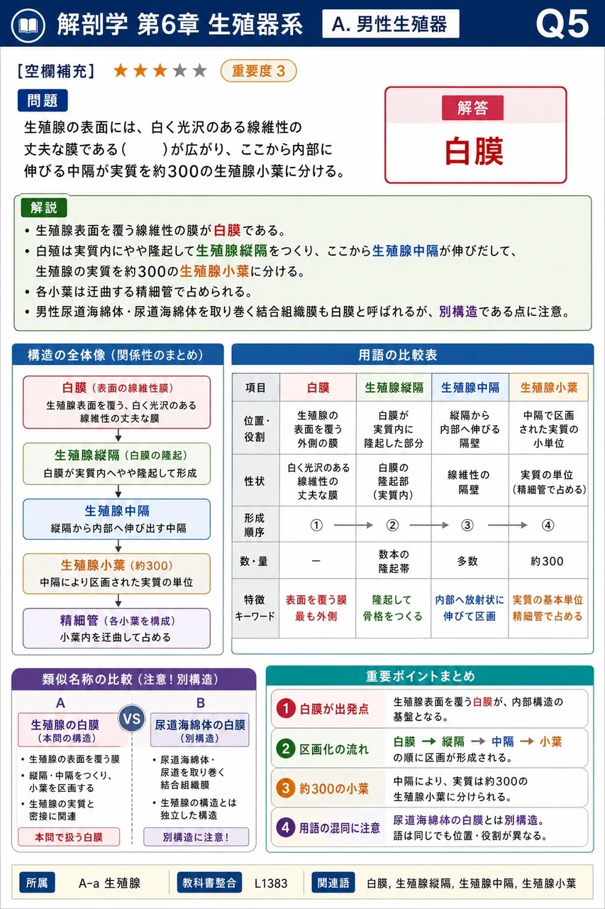 精巣の表面には、白く光沢のある線維性の丈夫な膜である( )が広がり、ここから内部に伸びる中隔が実質を約300の精巣小葉に分ける。 解説図