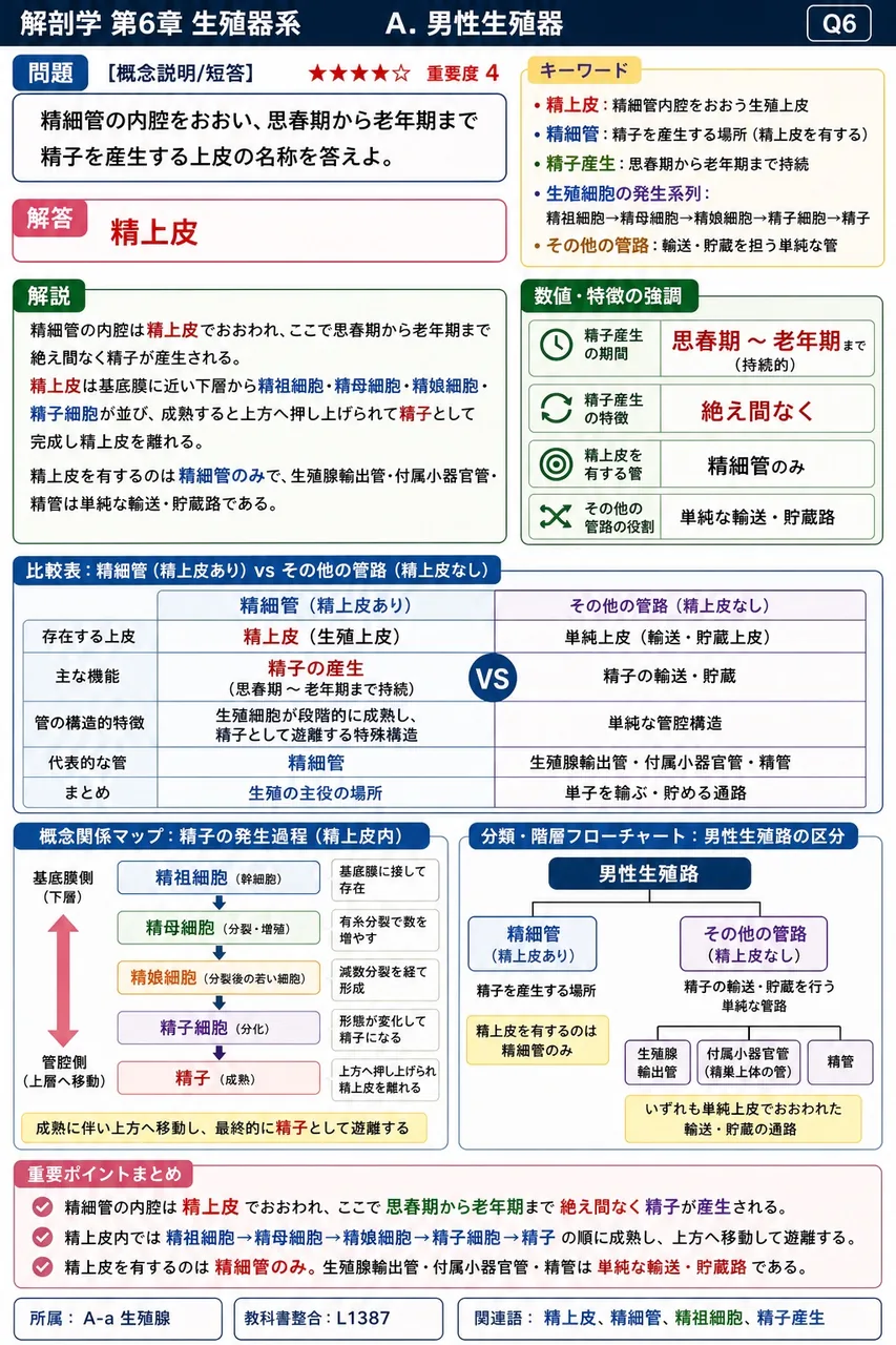 精細管の内腔をおおい、思春期から老年期まで精子を産生する上皮の名称を答えよ。 解説図