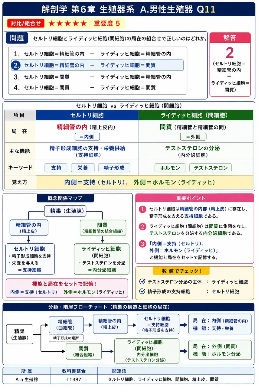 セルトリ細胞とライディッヒ細胞(間細胞)の局在の組合せで正しいのはどれか。 解説図
