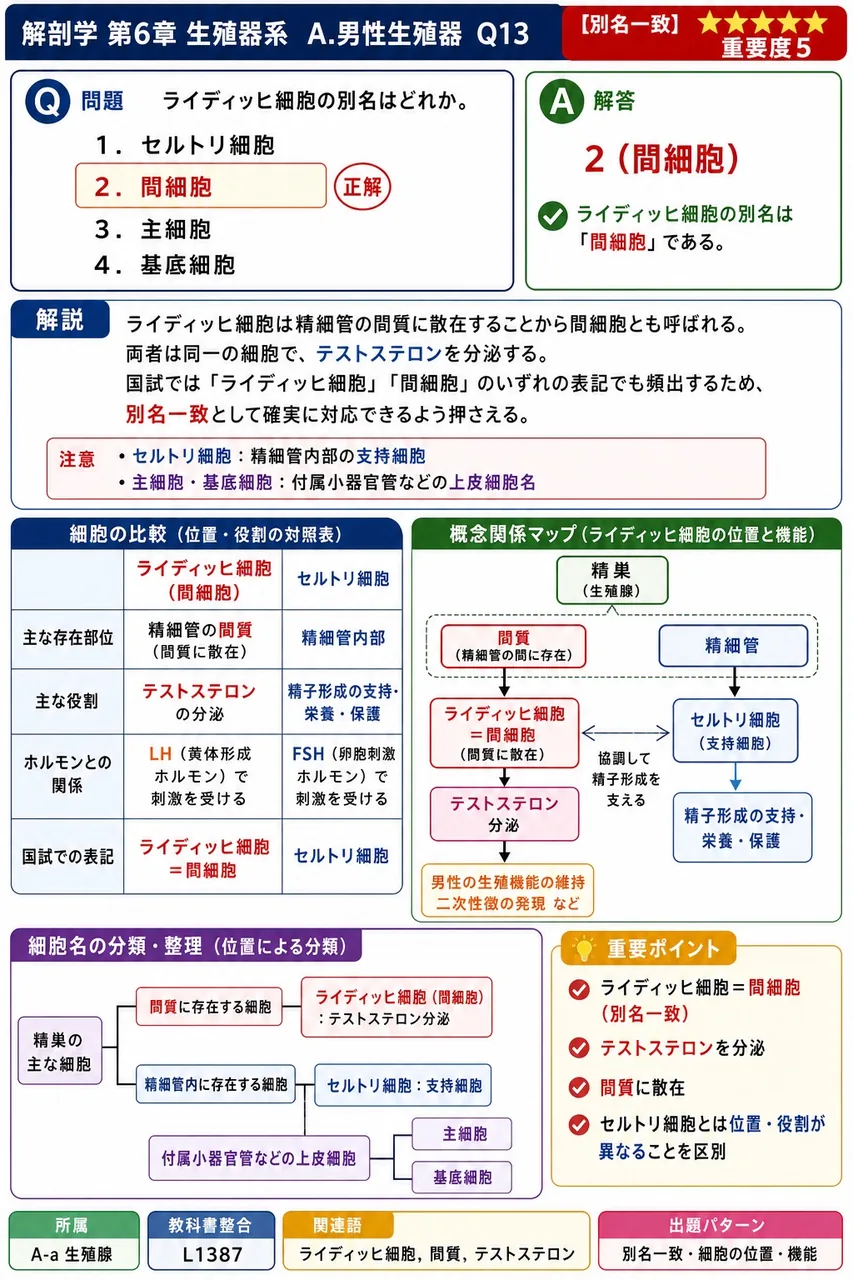 ライディッヒ細胞の別名はどれか。 解説図