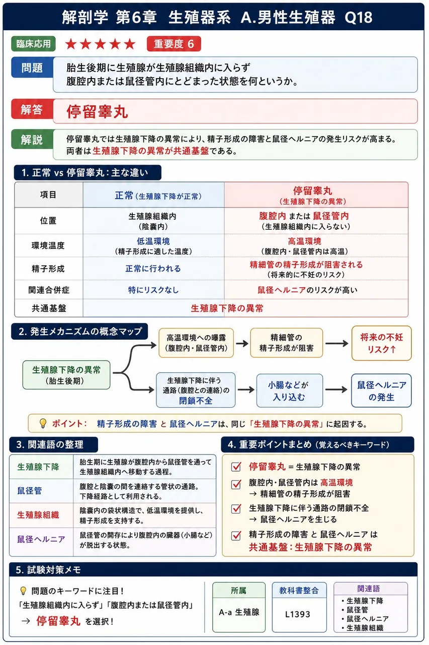 胎生後期に精巣が陰嚢内に入らず腹腔内または鼠径管内にとどまった状態を何というか。 解説図