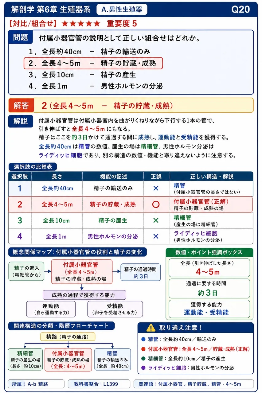 精巣上体管の説明として正しい組合せはどれか。 解説図