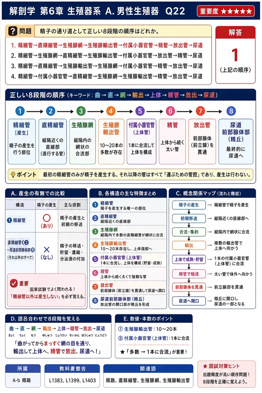 精子の通り道として正しい8段階の順序はどれか。 解説図