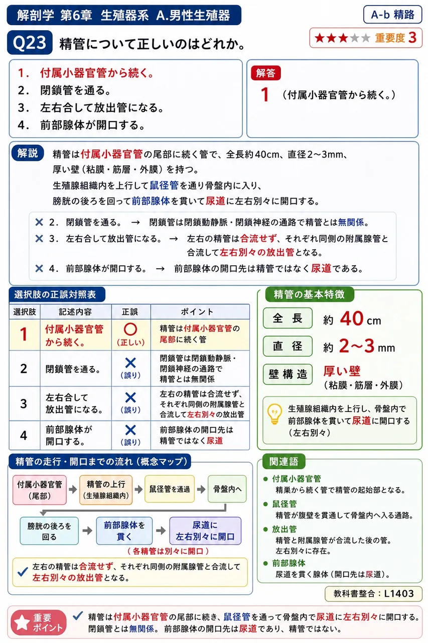 精管について正しいのはどれか。 解説図