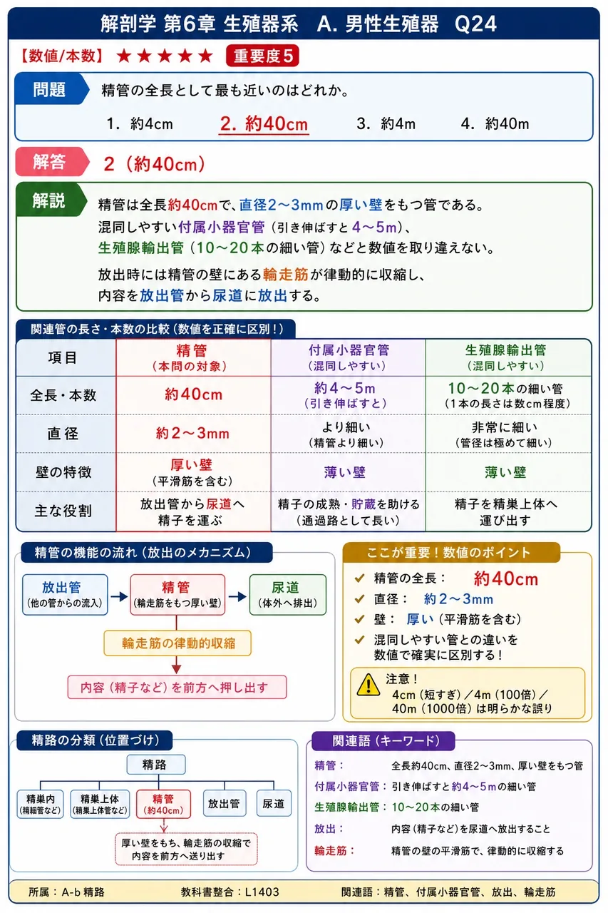 精管の全長として最も近いのはどれか。 解説図