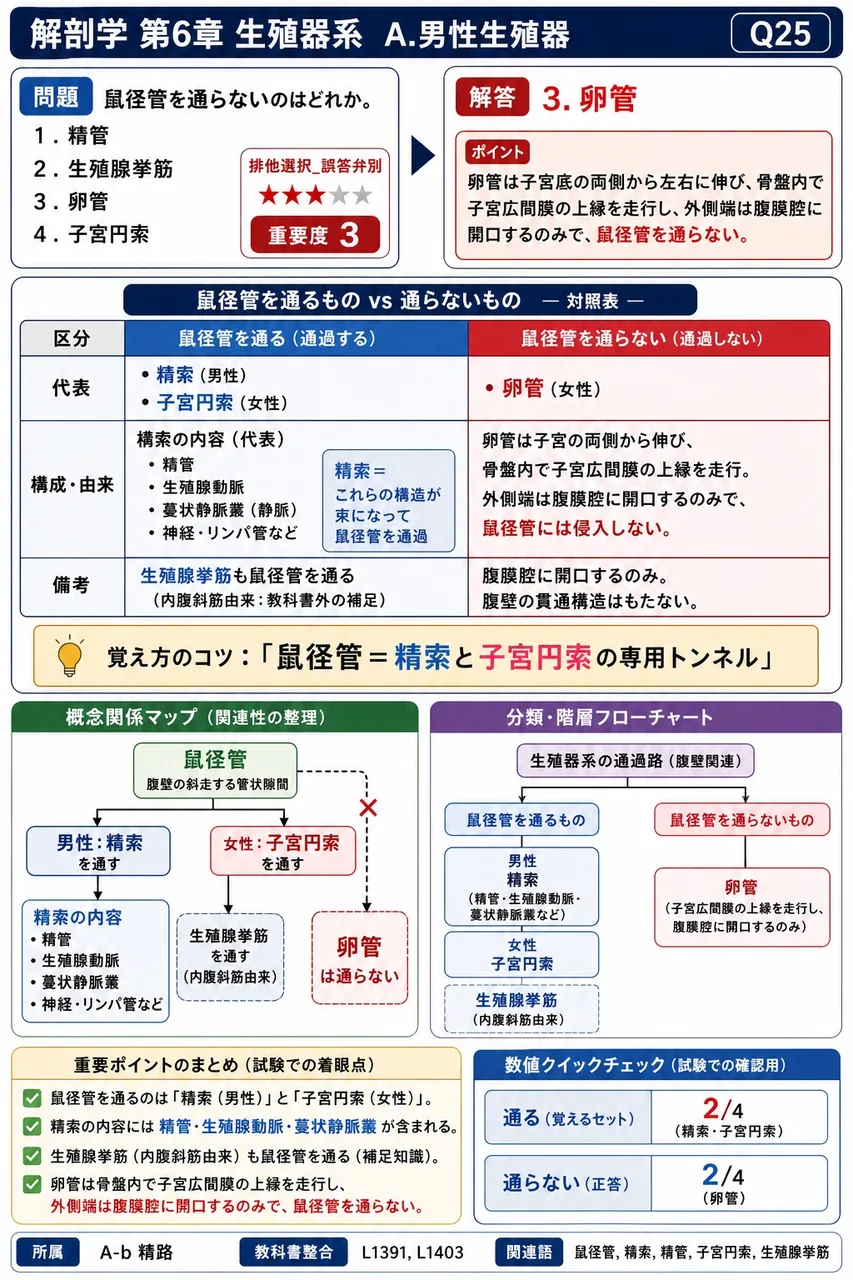 鼠径管を通らないのはどれか。 解説図
