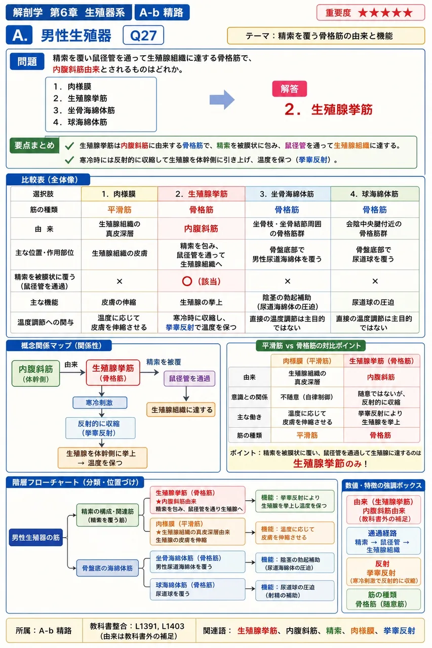 精索を覆い鼠径管を通って陰嚢に達する骨格筋で、内腹斜筋由来とされるものはどれか。 解説図