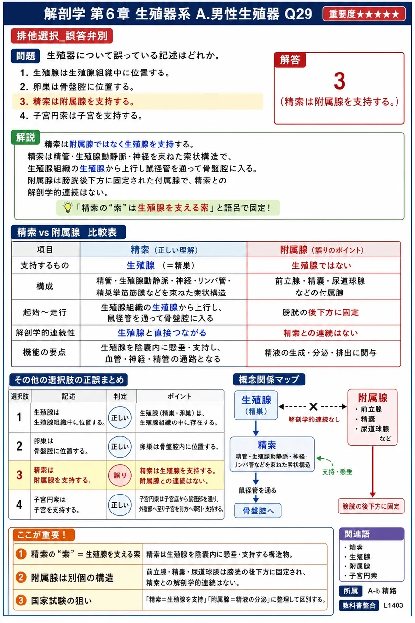 生殖器について誤っている記述はどれか。 解説図