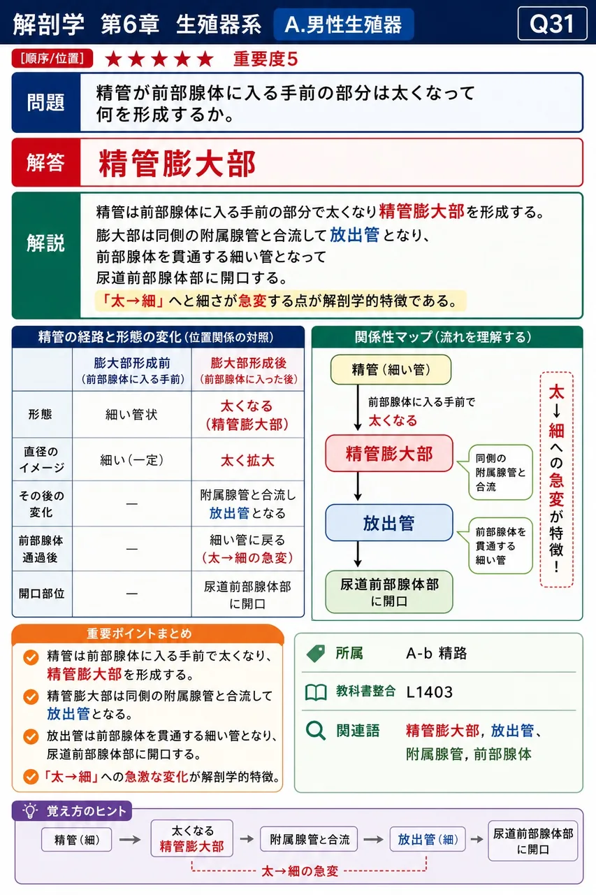 精管が前立腺に入る手前の部分は太くなって何を形成するか。 解説図
