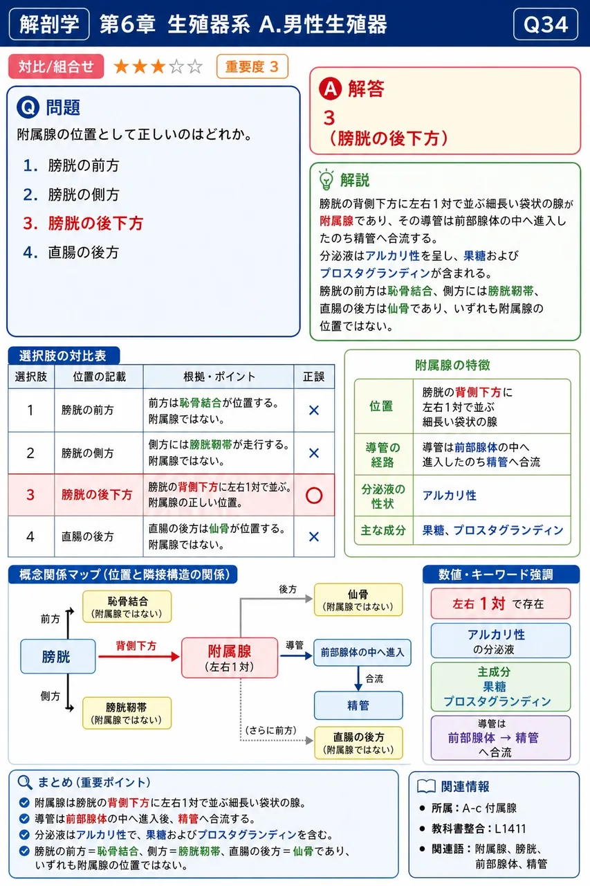 精嚢の位置として正しいのはどれか。 解説図