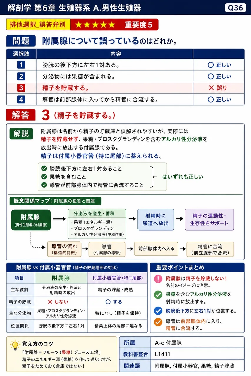 精嚢について誤っているのはどれか。 解説図