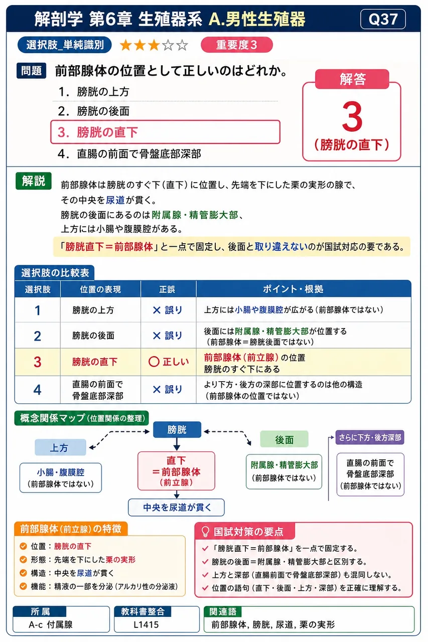 前立腺の位置として正しいのはどれか。 解説図